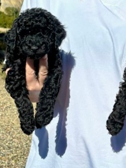 Mini Goldendoodle F1b
