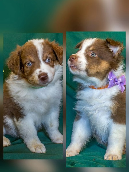 Australian Shepherd Puppies
