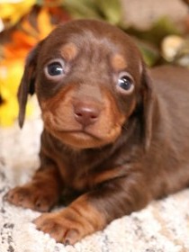 Miniature Dachshund puppies