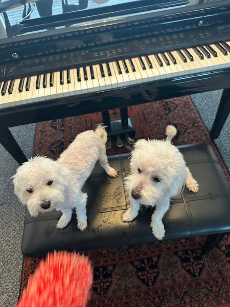 Maltipoo pups