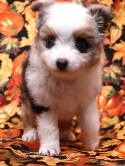 Toy Aussie puppies
