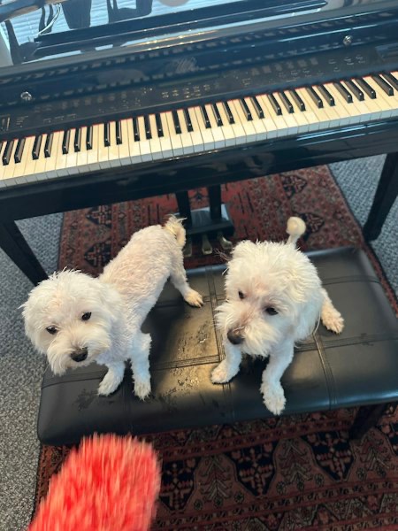 Maltipoo
