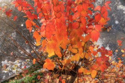 ALBERO DI CACHI