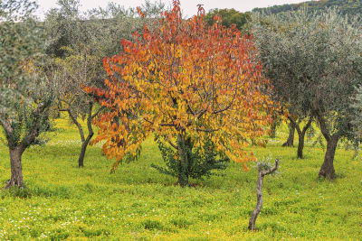 FOLIAGE TRA GLI ULIVI