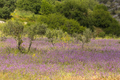 CAMPAGNA ALTAMURGIA
