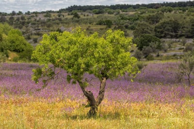 CAMPAGNA ALTAMURGIA#1