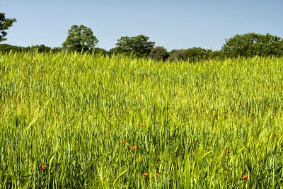 CAMPO DI GRANO