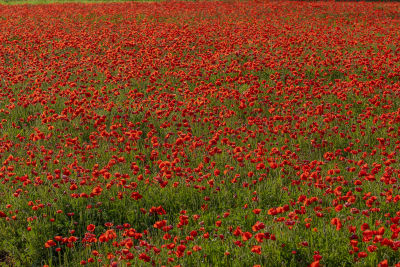 CAMPO DI PAPAVERI