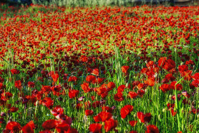 CAMPO DI PAPAVERI#1