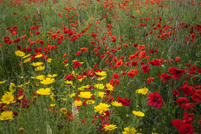 CAMPO DI PAPAVERI#2