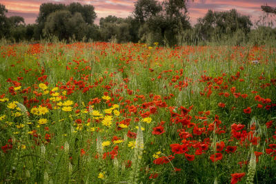 CAMPO DI PAPAVERI#3