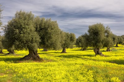 I COLORI DELLA PRIMAVERA
