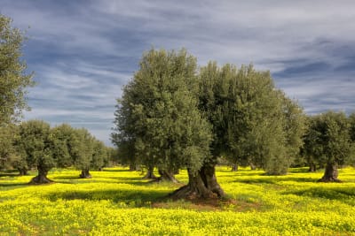 I COLORI DELLA PRIMAVERA#1