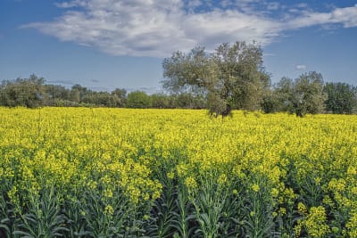 I COLORI DELLA PRIMAVERA#3