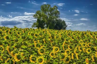 CAMPGNA ROMAGNOLA