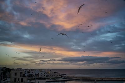 GABBIANI AL TRAMONTO
