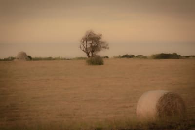 L'ABERO E LA ROLL BALL - COSTA RIPAGNOLA