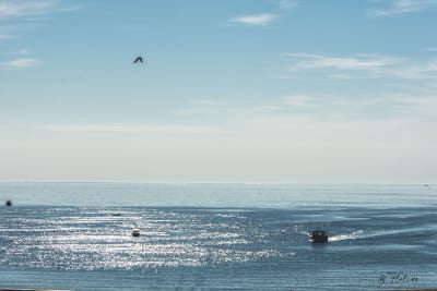 Mare,mare.... 7