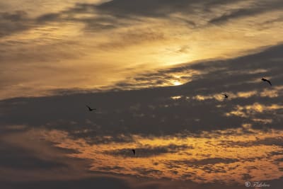 Sognatore è un uomo con i piedi fortemente appoggiati sulle nuvole.
(Ennio Flaiano)