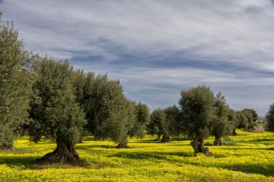 I colori della natura 5