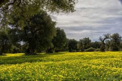 I colori della natura 6