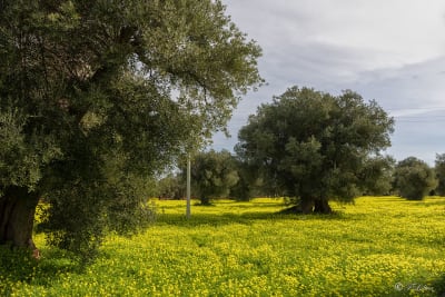 I colori della natura 7