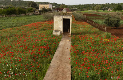 Campo di papaveri 6