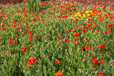 I papaveri non si rendono neanche conto di essere più belli delle rose