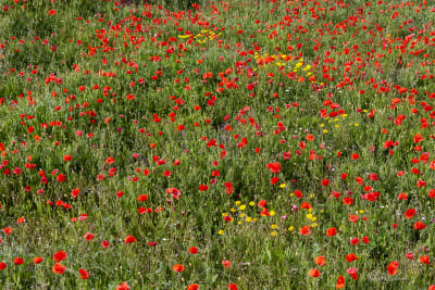 Campo di papaveri 10