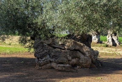 Ulivi secolari 4