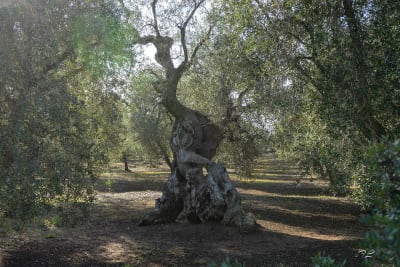 Ulivi secolari 9