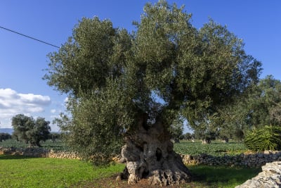 Ulivi secolari 10