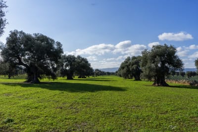 Ulivi secolari 14