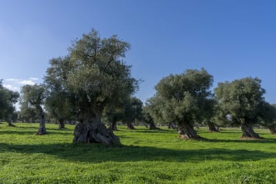 Ulivi secolari 15