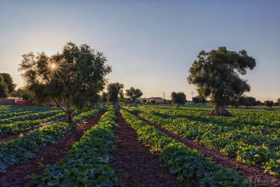 Tramonto tra i cocomeri 1