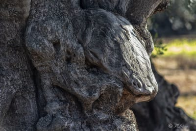 IL TORO