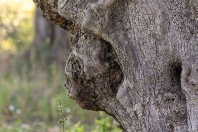 IL FOLLETTO