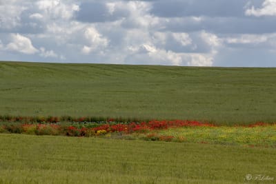 ALTA MURGIA - I COLORI DELLA NATURA 6