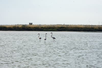 MARGHERITA DI SAVOIA - LE SALINE 6