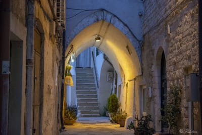 BARI 37