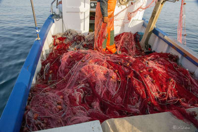 SAVELLETRI - LA PESCA CON LE RETI 33