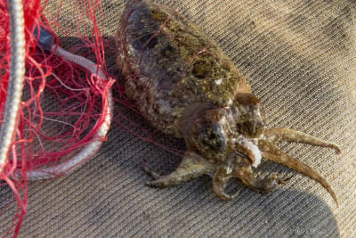 SAVELLETRI - LA PESCA CON LE RETI 37