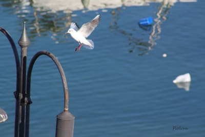 SAVELLETRI di FASANO (BR) 37