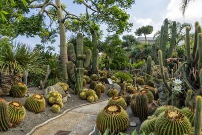 GIARDINI RAVINO - FORIO D'ISCHIA 7