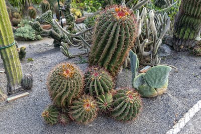 GIARDINI RAVINO - FORIO D'ISCHIA 10