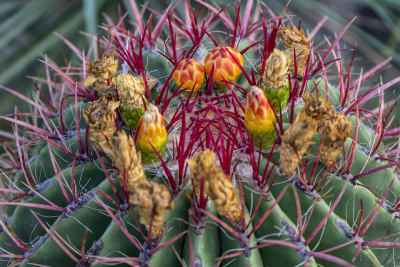GIARDINI RAVINO - FORIO D'ISCHIA 11