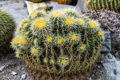 GIARDINI RAVINO - FORIO D'ISCHIA 16
