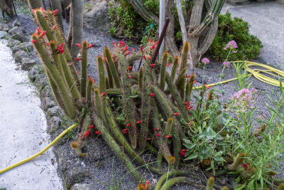 GIARDINI RAVINO - FORIO D'ISCHIA 17