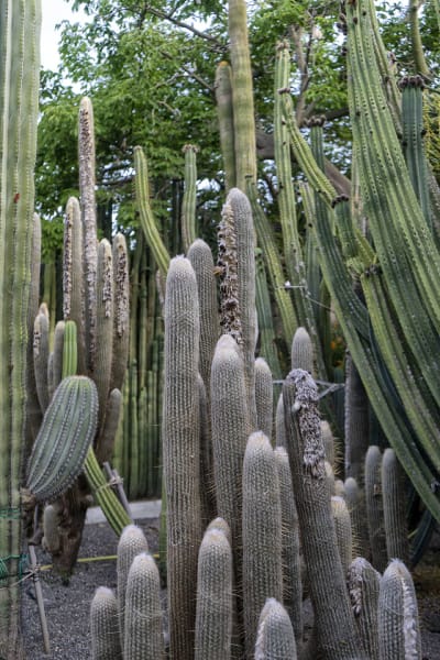 GIARDINI RAVINO - FORIO D'ISCHIA 19