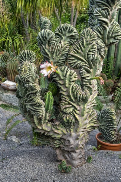 GIARDINI RAVINO - FORIO D'ISCHIA 23